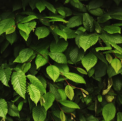 Wall Mural - Fresh green leaves texture background