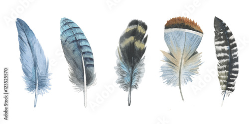 Photographie Watercolor bird feather from wing isolated