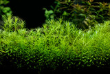 Fototapeta Do akwarium - Aquarium background, Colorful underwater plants