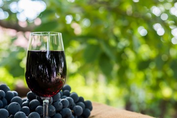 red wine glass and bunch of grapes outdoor against blurred green natural background. space in right 