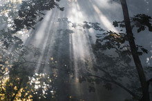 Beautiful Sunlight Rays Through Campfire Smoke And Trees