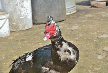 Poster - Musk duck, drake 3