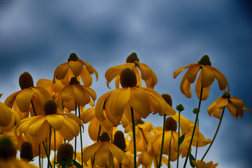 beautiful yellow flowers in the garden