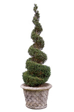 Topiary Tree - Box. In Very Old Pot.