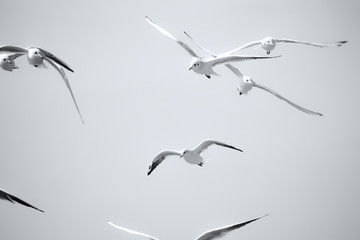 Wall Mural - Gull Cormorant in the sunny sky background