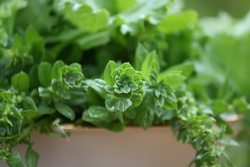 Fresh green salad