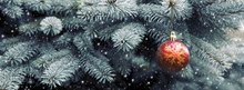 Close Up Of Red Christmas Ball On Fir Tree Branch