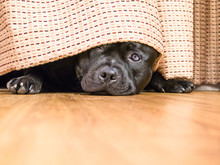 Shy, Cute Staffordshire Bull Terrier  Dog Hiding Under A Curtain, Drape, Peeking Out.