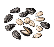 Whole And Peeled Sunflower Seeds, Vector Illustration Isolated On White Background. Drawing Of Sunflowers Seeds On White Background, Delicious Healthy Vegan Snack