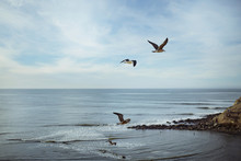 Seagulls Flying Above Sea Against Sky