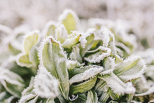 Close-up Of Frosted Plants