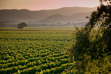 Processing and care of the vineyards