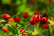 Ripe rosehips with green leaves in background