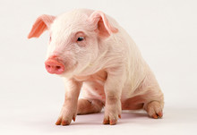 Baby Pig Clipping Path