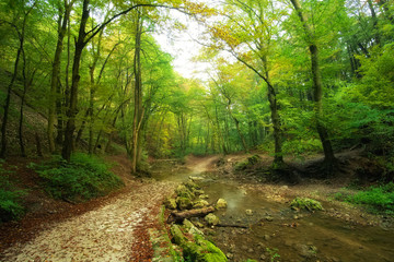 Flowing stream in forest with path