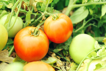 Wall Mural - Natural tomatoes growing on a branch in garden