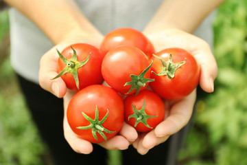 Sticker - Female hands with freshly harvested tomatoes