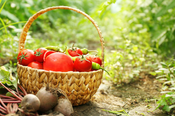 Wall Mural - Freshly picked beetroots and tomatoes in a basket on natural background