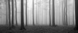 Forest of Beech Trees in Autumn, Fog and Rain, Black and White