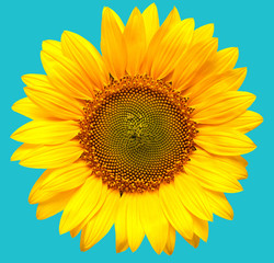 Fotomurales - Sunflower closeup on a blue background