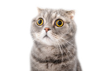 Portrait Of A Frightened Cat Closeup. Breed Scottish Fold..