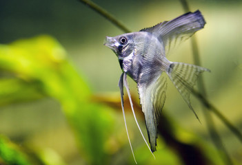 Wall Mural - Aquarium fish Scalare