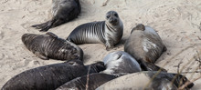 Sea Elephant Pups And Females Relaxing On The Beach At Año Nuevo State Park, California, USA