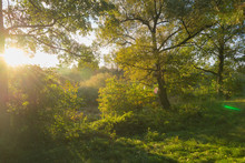Beautiful Morning Sun Rays In Autumn Forest. Present Artistic Ef