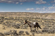 A wild horse from the McCullough Peaks Herd near Cody Wyoming.
