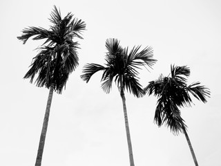 Palm trees against sky in black and white.