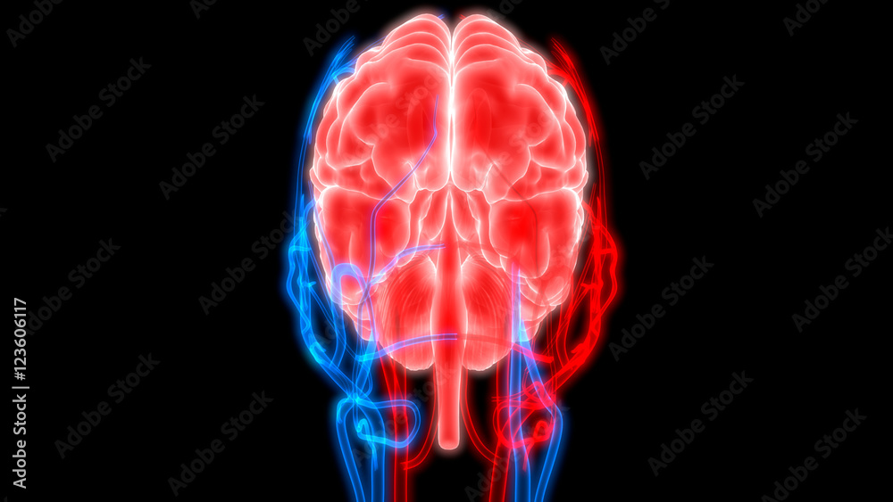 Human Brain with Circulatory System Stock Illustration | Adobe Stock