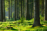 Fototapeta Las - Unberührter naturnaher Fichtenwald im warmen Licht der Morgensonne