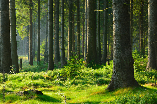 nietkniety-naturalny-las-swierkowy-w-cieple