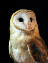 Barn Owl Portrait With Black Background. Shallow DOF ( Soft Focus On The Owl Head )