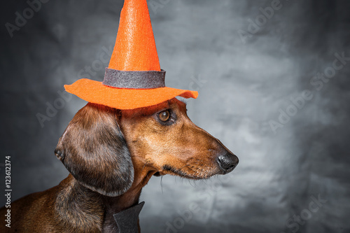 jamnik-w-przebraniu-na-halloween-z-kapeluszem-na-glowie