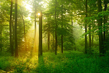 Forest Of Beech Trees Illuminated By Sunbeams Through Fog, Dense Underbrush