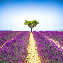 Wall Mural - Lavender and lonely tree uphill. Provence, France