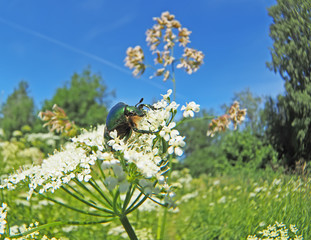 Poster - chafer insect on a flower