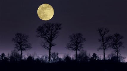 landscape with the full moon and trees. animation.