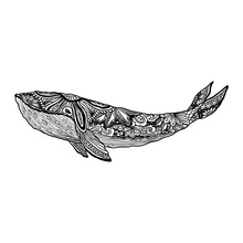 Whale, Vector Zentangle  Print, Adult Coloring Page. Hand Drawn Artistically , Ornamental Patterned  Illustration. Sea Animal Collection.  Sketch, Tattoo, Posters, T-shirt Design.
