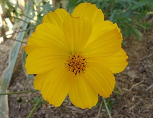 Wall Mural - cosmos jaune