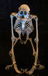 Szkielet orangutana (pongo) na czarnym tle