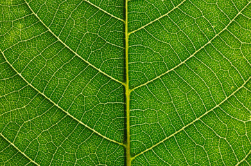 Wall Mural - close up of green leaf texture