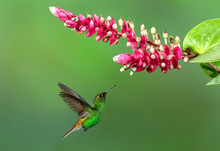Green-Crowned Brilliant Hummingbird Feeding On Flower In Costa Rica