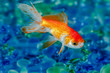 canvas print picture - Gold fish goldfish single one in aquarium close up