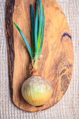 Onion bulb with chives fresh green sprout