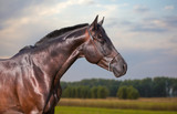 Fototapeta Konie - Dark brown horse portrait on nature background