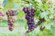 Kiście winogron w winnicy