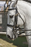 Fototapeta Konie - Detail of the head of a purebred Spanish horse