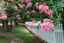 Pink Crepe Myrtles Near A Picket Fence.